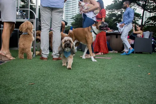 yappy-hour-w-miami-brickell-hotel.jpg